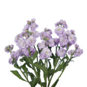Spray Lavender