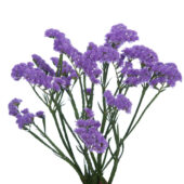 Statice Lavender