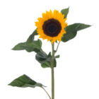 productos_sunflower_nintanga